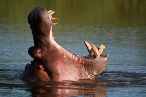 Flodhäst. Upptäck Sydafrikas rika djur liv med billig bil uthyrning i Johannesburg